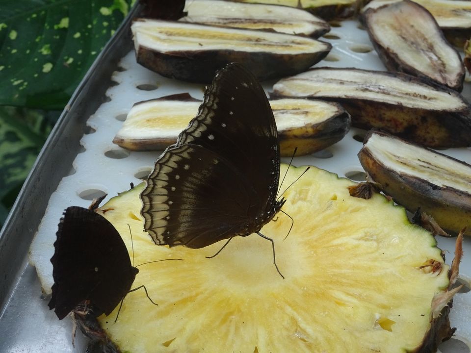 Photo of Butterflies of Malaysia 1/8 by Soma Dey