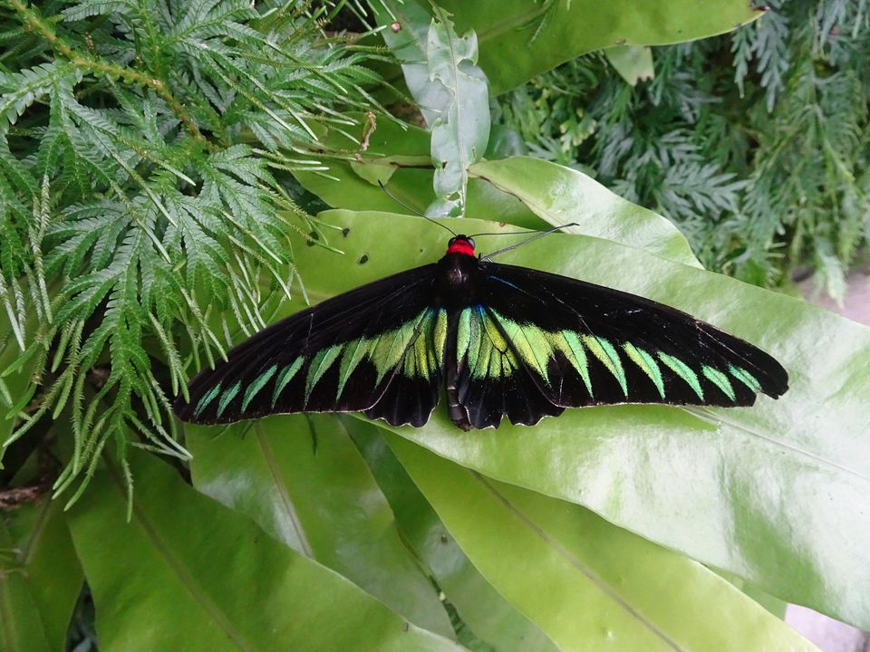 Photo of Butterflies of Malaysia 4/8 by Soma Dey