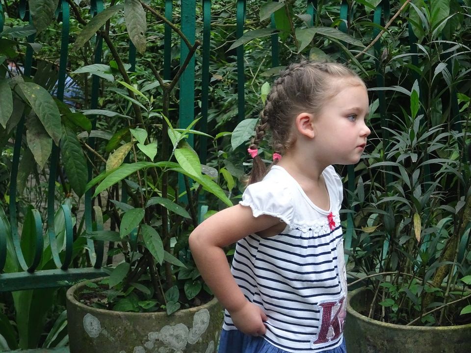 Photo of Butterflies of Malaysia 7/8 by Soma Dey