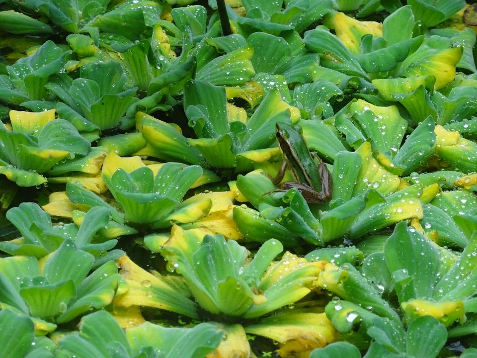 Photo of Butterflies of Malaysia 8/8 by Soma Dey