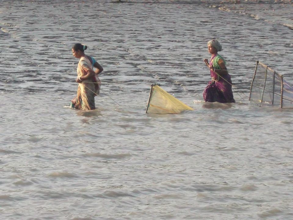 Photo of Sunderban_One And Only Mangrove's 7/12 by Saurabh Shukla