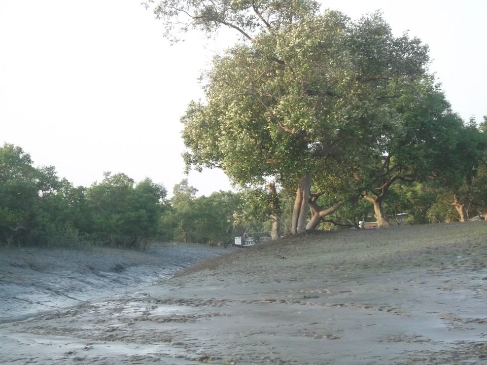 Photo of Sunderban_One And Only Mangrove's 10/12 by Saurabh Shukla
