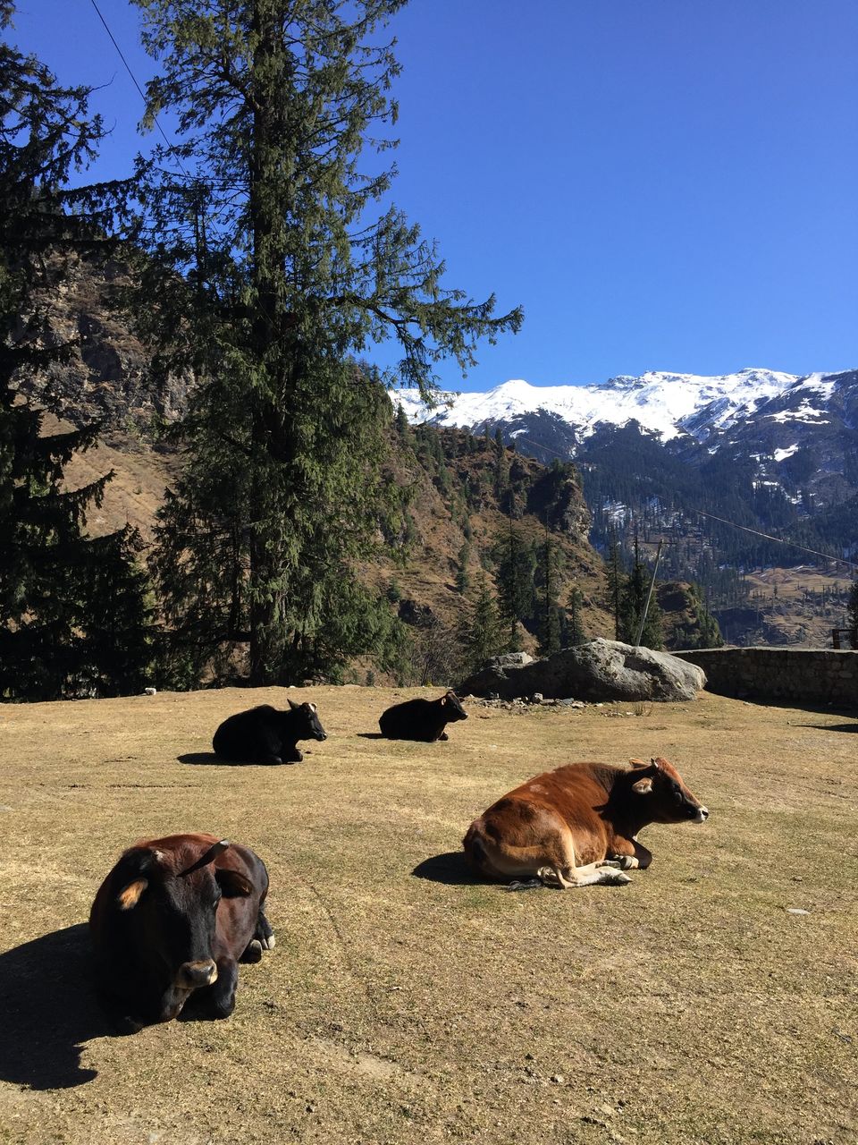 Photo of Manali : "No matter how tall the mountain is, it cannot block the sun." 2/2 by Saurabh Shukla