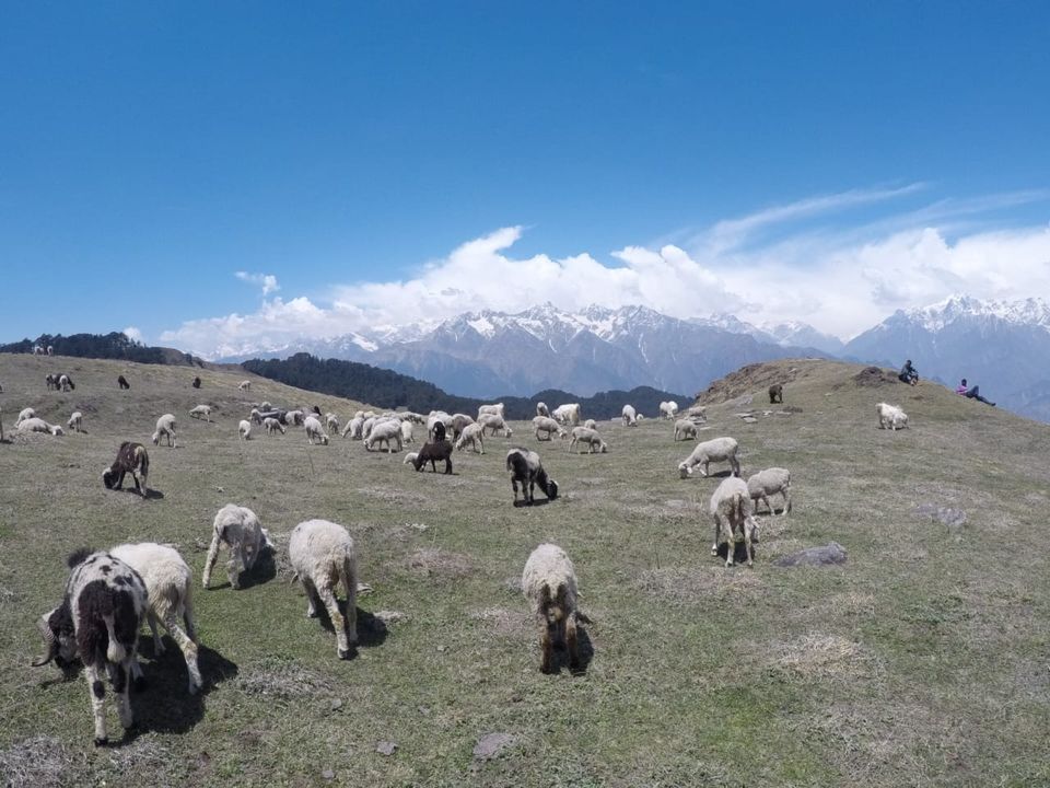 Photo of Gorson Bugyal, Auli Laga Salude, Uttarakhand, India by Biswadip Chattopadhyay