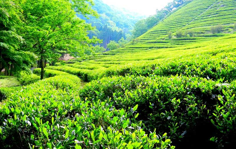 Photo of Take your Valentine for a Romantic Escapade in Kerala’s Most Compelling Honeymoon Destinations 2/8 by Holiday mango travel