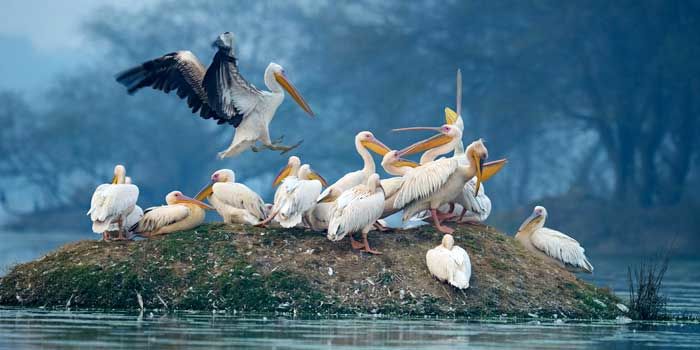 Photo of Alleppey – The Land Where The Saltiness Mix With Freshness 3/7 by Holiday mango travel