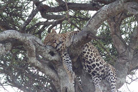 Photo of Kenya by Avishek