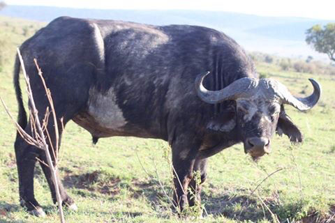 Photo of Kenya by Avishek