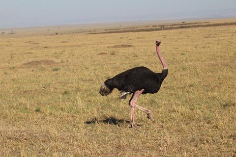 Photo of Kenya by Avishek