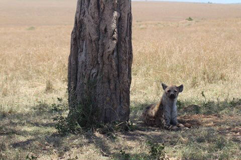 Photo of Kenya by Avishek