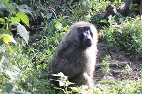 Photo of Kenya by Avishek