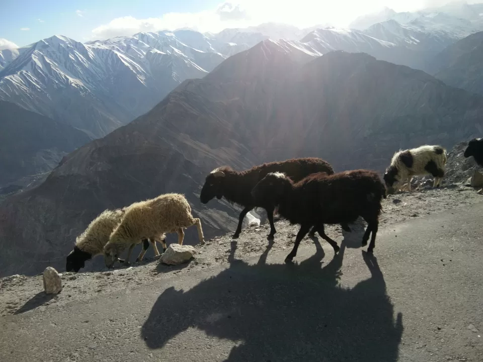 Photo of Kaza, Himachal Pradesh, India by The Renegades