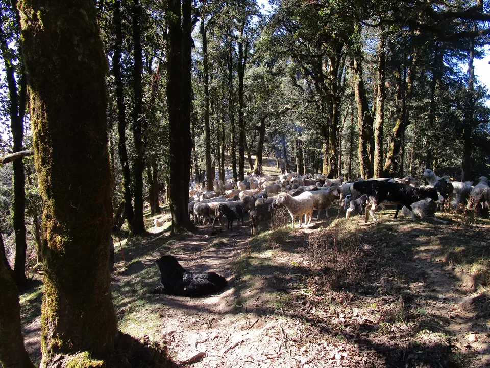 Photo of Landour, Mussoorie, Uttarakhand, India by The Renegades