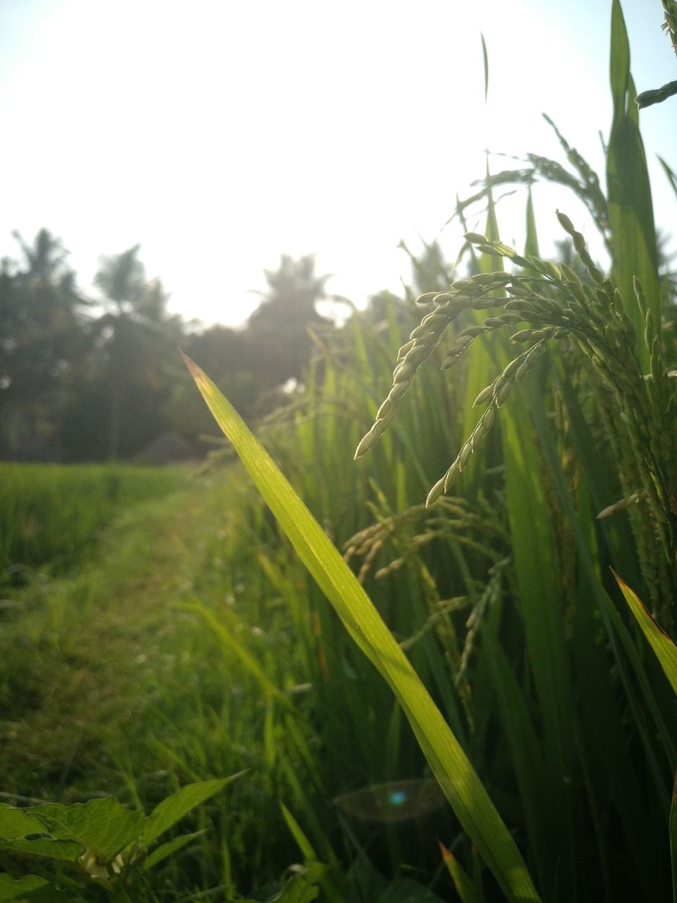 Photo of Hampi by Pallavi Navale