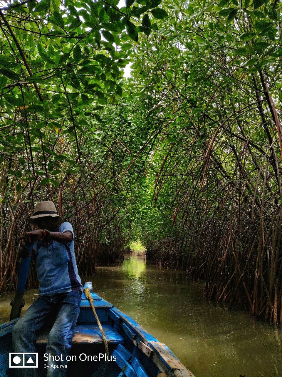 Photo of Pichavaram Mangrove Forest, Pichavaram, Tamil Nadu, India by Apurva Jain