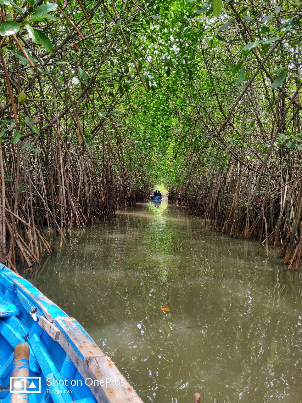 Photo of Pichavaram Mangrove Forest, Pichavaram, Tamil Nadu, India by Apurva Jain