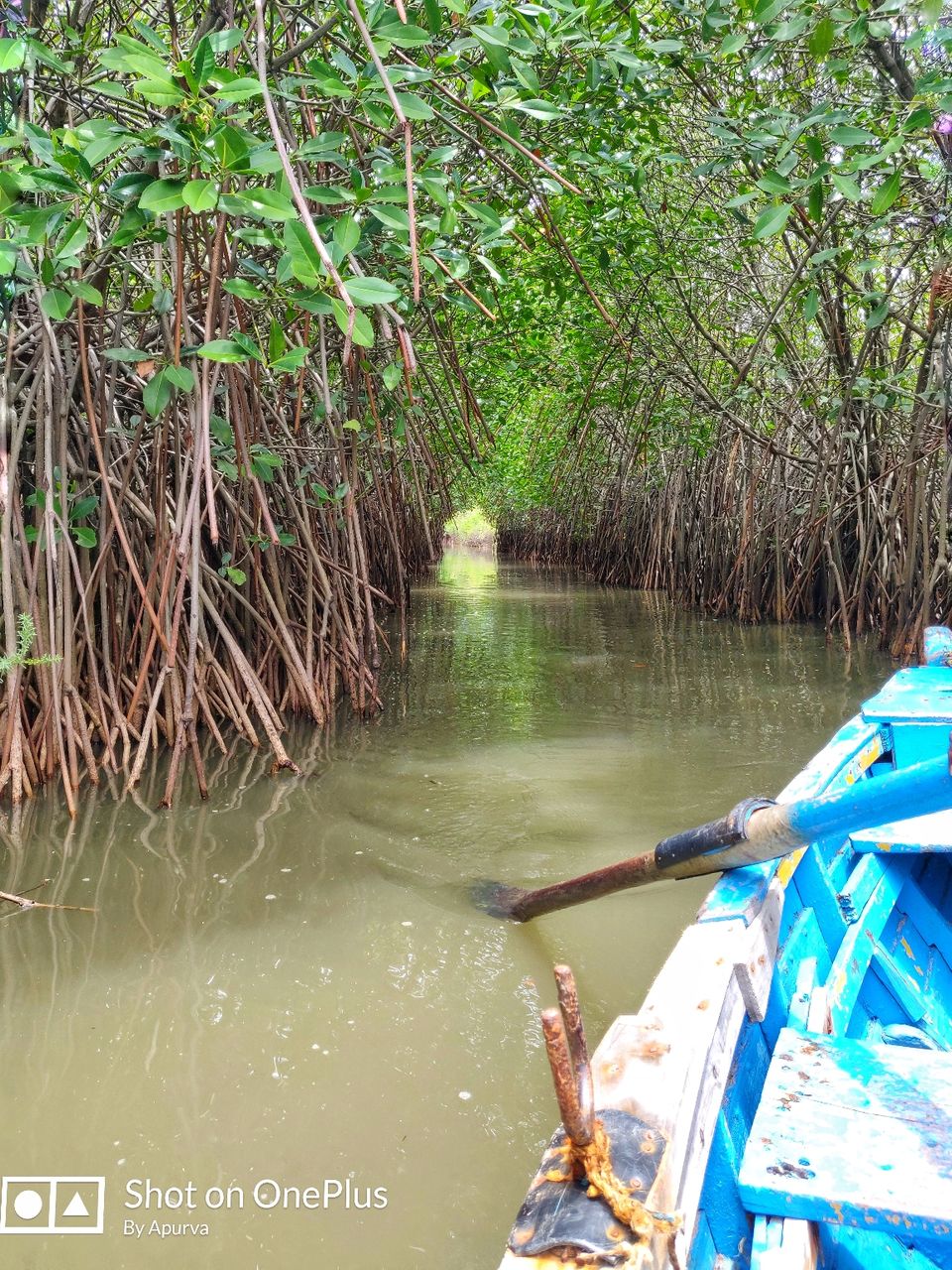 Photo of Pichavaram Mangrove Forest, Pichavaram, Tamil Nadu, India by Apurva Jain