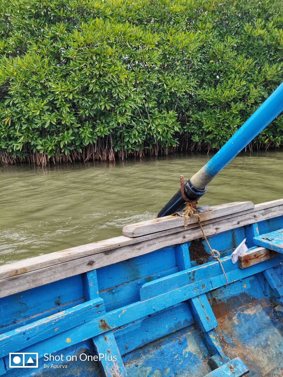 Photo of Pichavaram Mangrove Forest, Pichavaram, Tamil Nadu, India by Apurva Jain