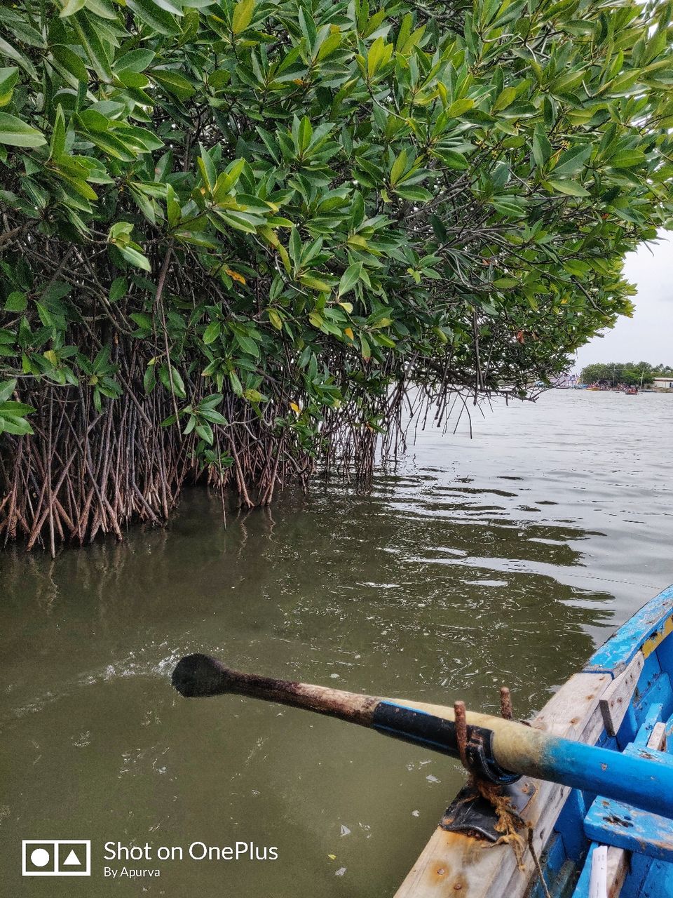 Photo of Pichavaram Mangrove Forest, Pichavaram, Tamil Nadu, India by Apurva Jain