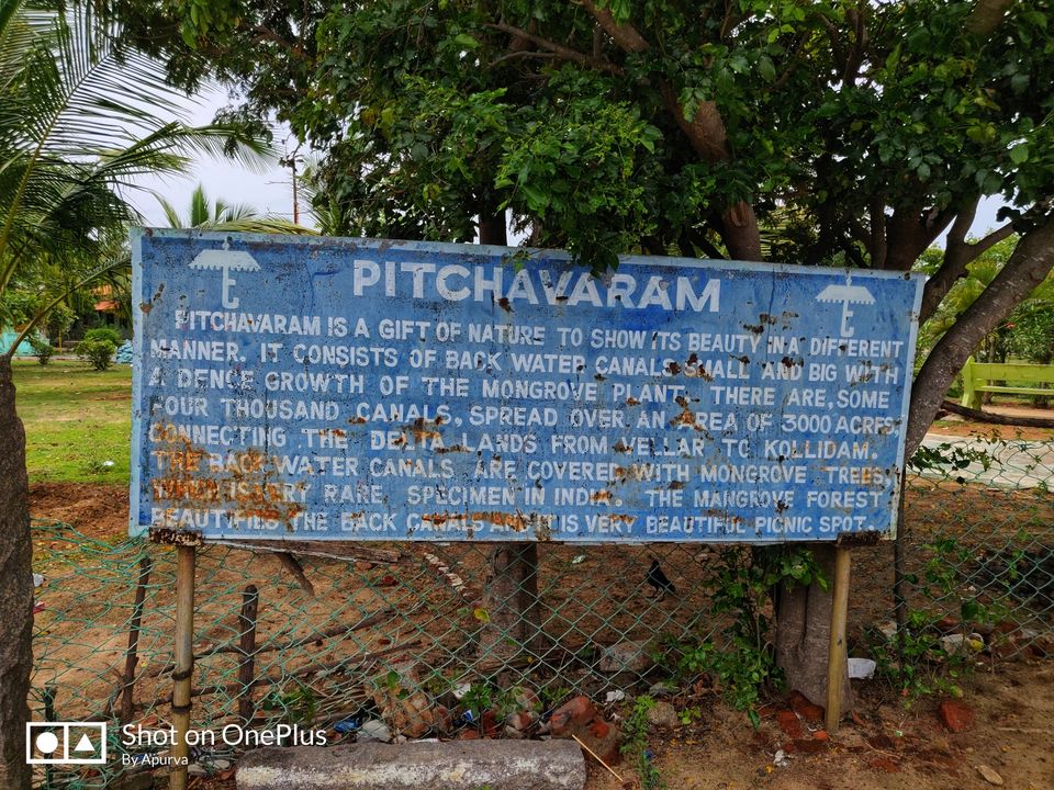 Photo of Pichavaram Mangrove Forest, Pichavaram, Tamil Nadu, India by Apurva Jain