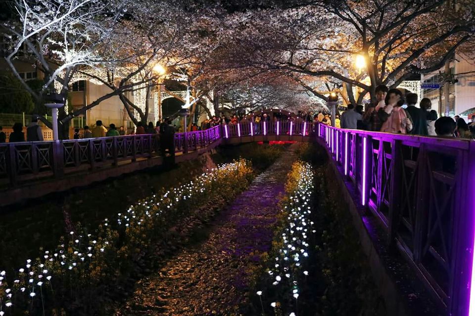 Photo of Jinhae Gunhangje Festival, Tongsin-dong, Gyeongsangnam-do, South Korea by Marian Victoria Alcantara