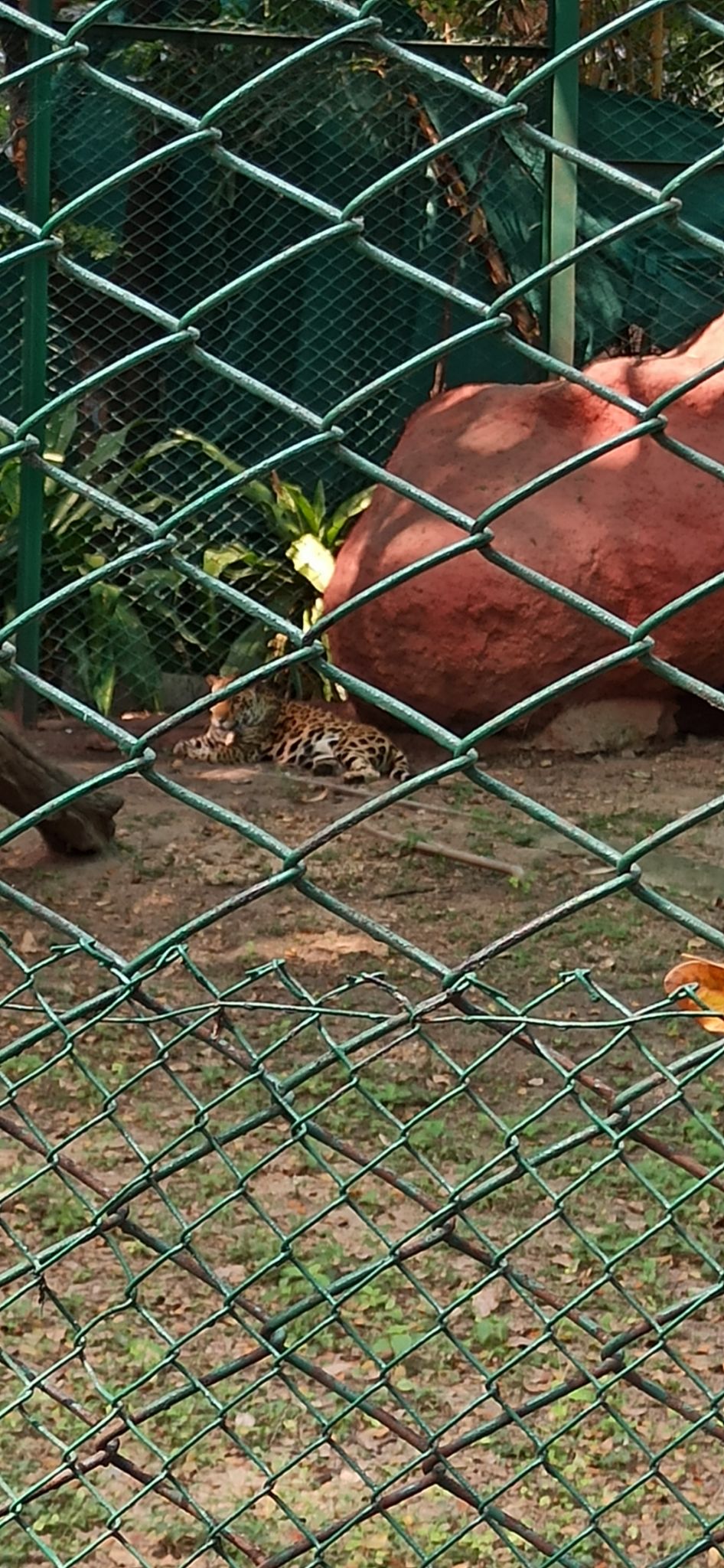 Photo of Nehru Zoological Park, National Highway 44, Bahadurpura, Hyderabad, Telangana, India by Ankit Jain