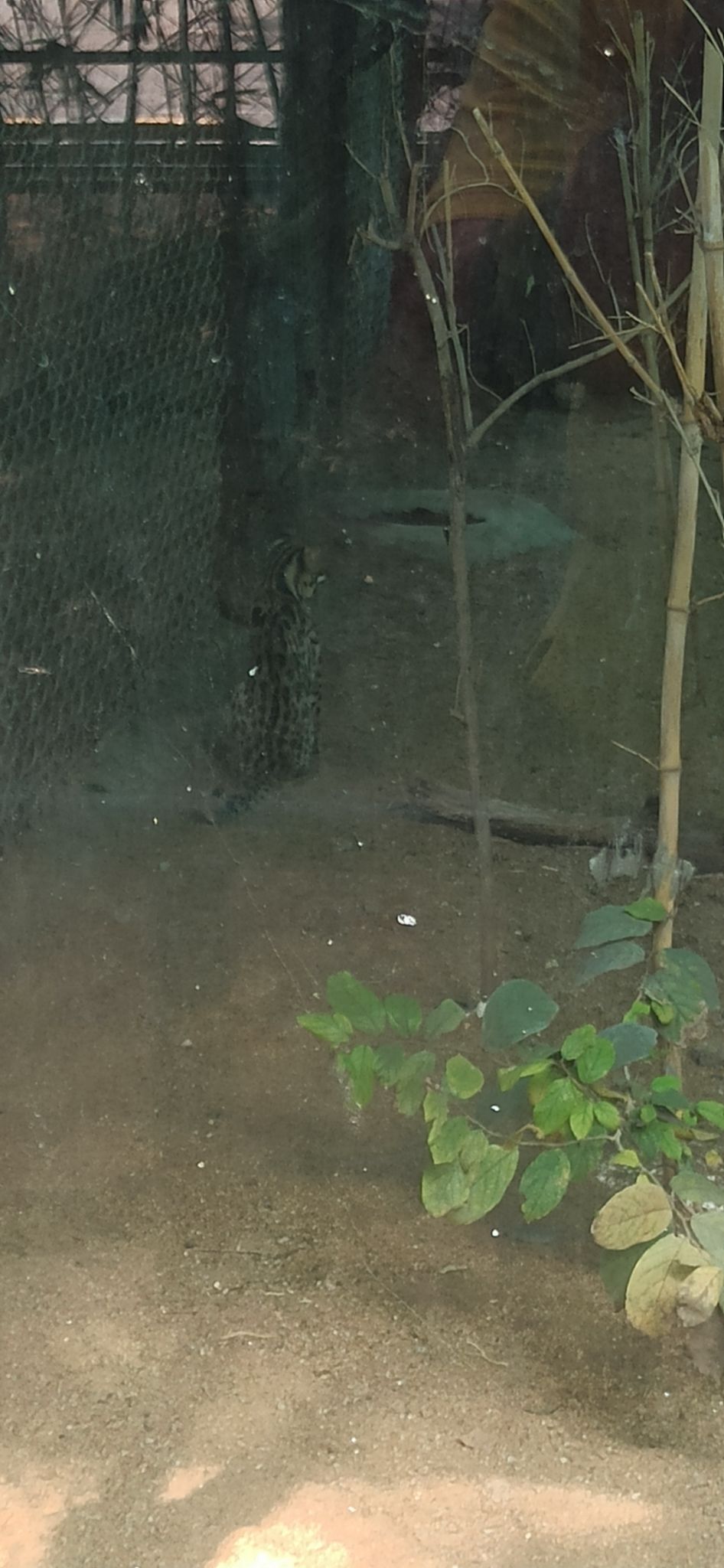 Photo of Nehru Zoological Park, National Highway 44, Bahadurpura, Hyderabad, Telangana, India by Ankit Jain