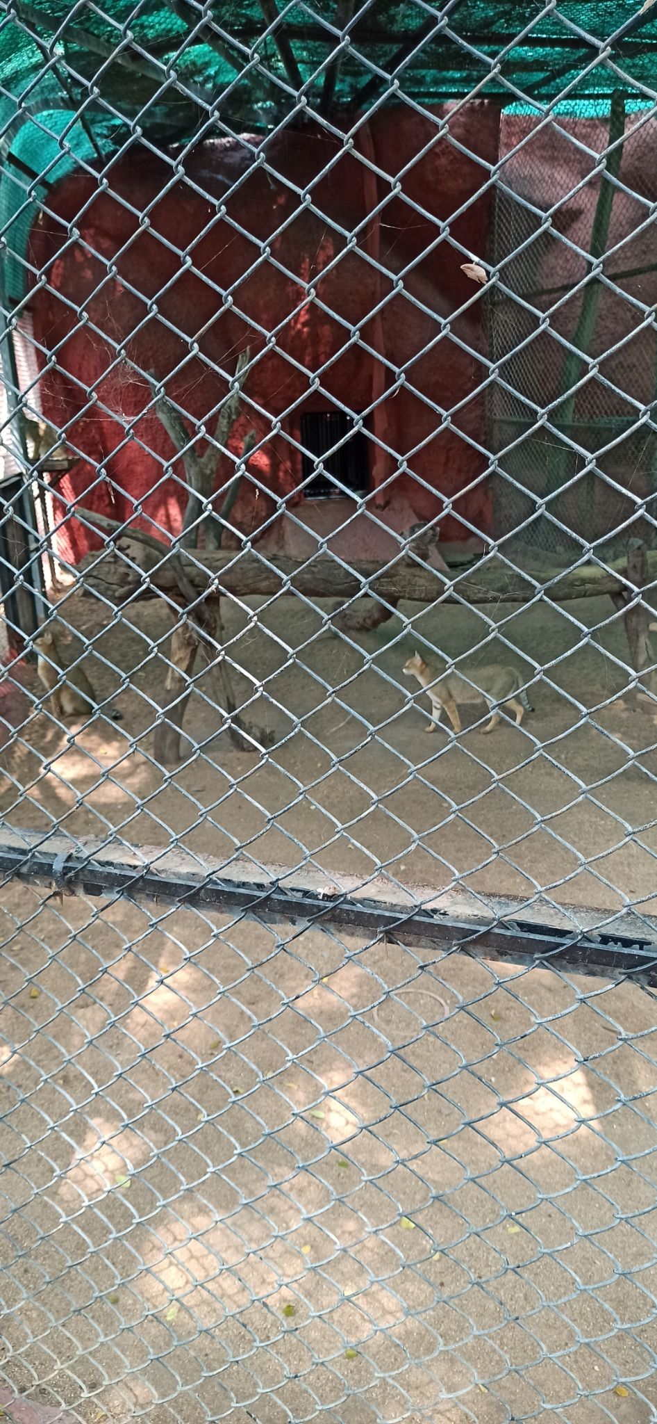 Photo of Nehru Zoological Park, National Highway 44, Bahadurpura, Hyderabad, Telangana, India by Ankit Jain