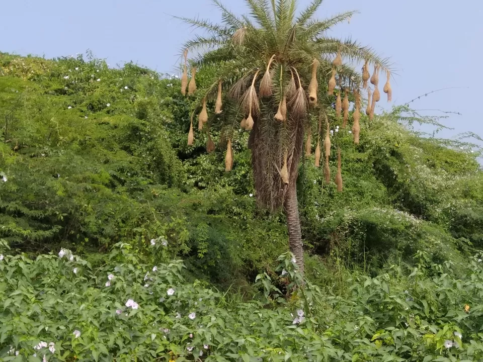 Photo of A short visit to Naradagadde by basavaraj akki