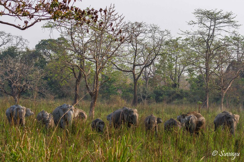 Photo of Manas National Park – A True EDEN Of Natural Biodiversity 1/5 by Suvayu