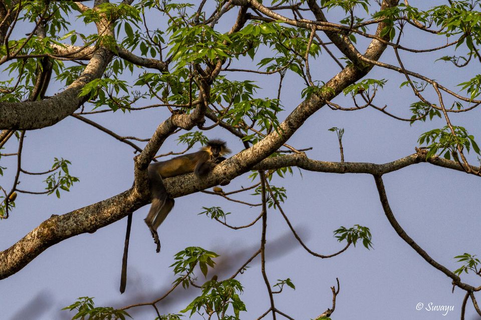 Photo of Manas National Park – A True EDEN Of Natural Biodiversity 2/5 by Suvayu