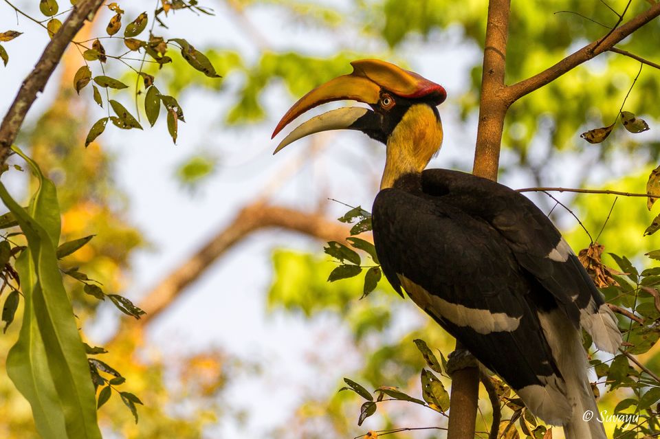 Photo of Manas National Park – A True EDEN Of Natural Biodiversity 3/5 by Suvayu