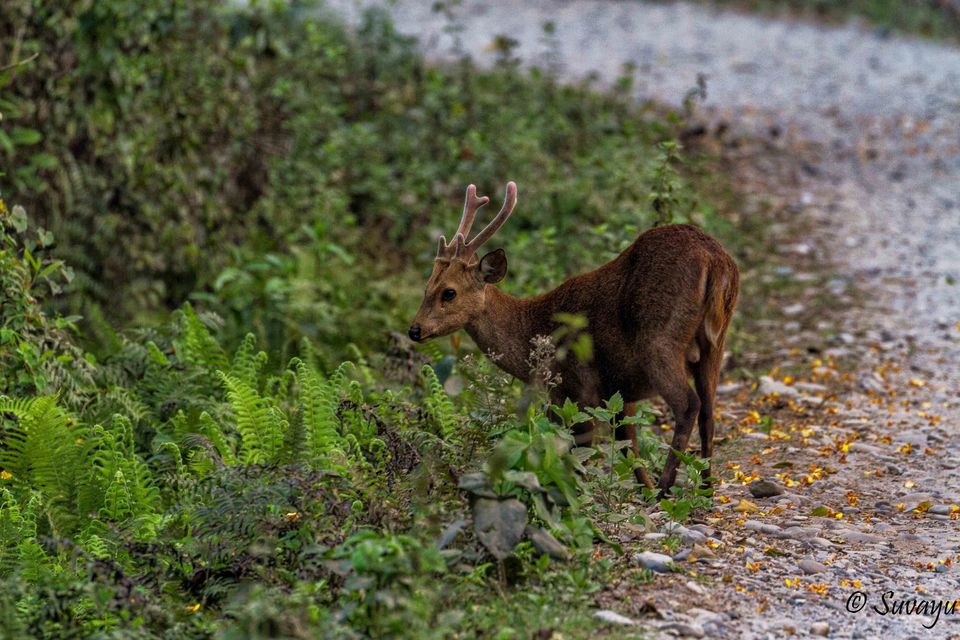 Photo of Manas National Park – A True EDEN Of Natural Biodiversity 4/5 by Suvayu