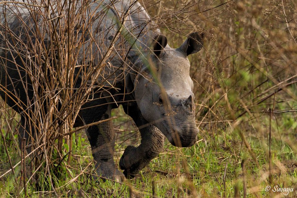 Photo of Manas National Park – A True EDEN Of Natural Biodiversity 5/5 by Suvayu