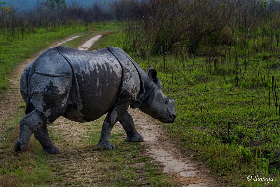 Photo of Manas National Park – A True EDEN Of Natural Biodiversity by Suvayu