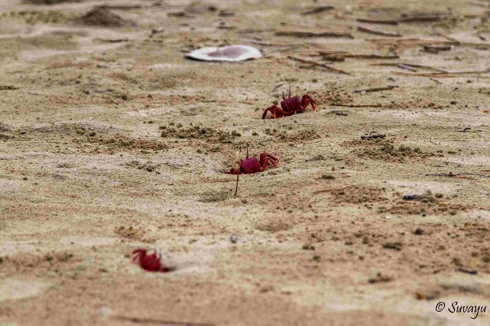 Photo of Tajpur Tales 4/6 by Suvayu