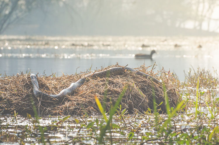 Photo of In Preparation of Prey 2/6 by Kalyan Choudhury