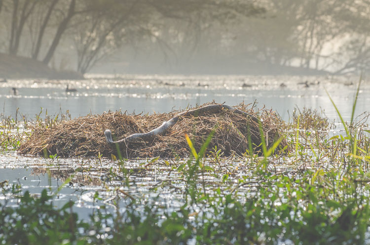 Photo of In Preparation of Prey 3/6 by Kalyan Choudhury