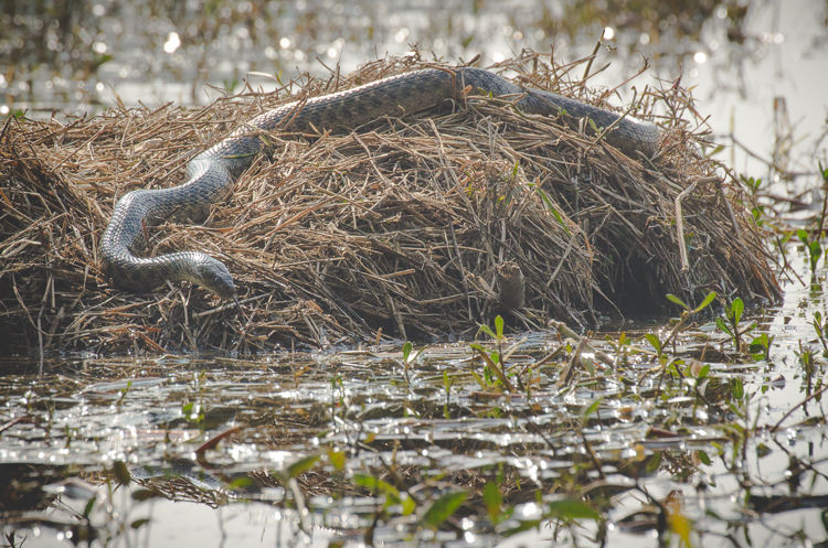 Photo of In Preparation of Prey 4/6 by Kalyan Choudhury
