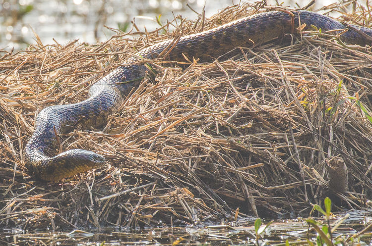 Photo of In Preparation of Prey 5/6 by Kalyan Choudhury