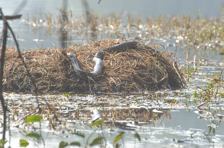 Photo of In Preparation of Prey 6/6 by Kalyan Choudhury