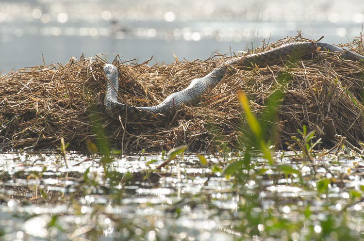 Photo of In Preparation of Prey 1/6 by Kalyan Choudhury