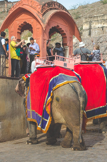 Photo of Indian Elephants: God or Slave by Kalyan Choudhury