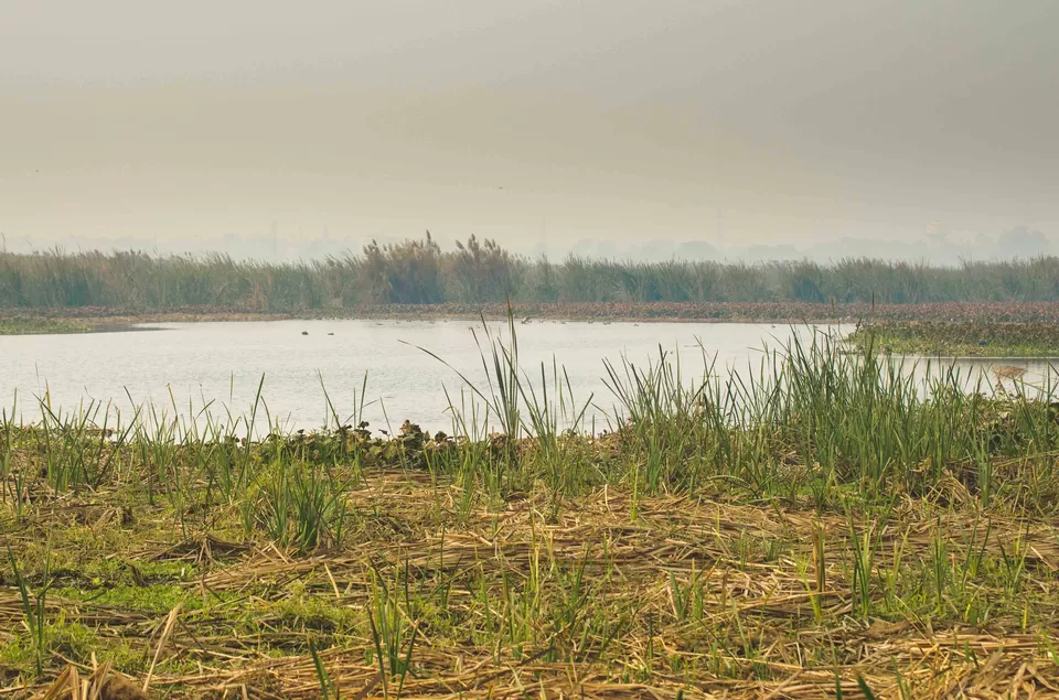Photo of OKHLA BIRD SANCTUARY GATE 1, Noida, Uttar Pradesh, India by Kalyan Choudhury