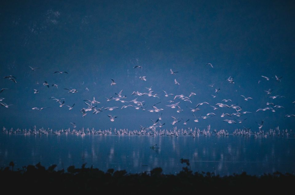 Photo of Bird Paradise turned into Jogger's Park by Kalyan Choudhury