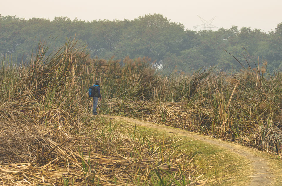 Photo of Bird Paradise turned into Jogger's Park by Kalyan Choudhury