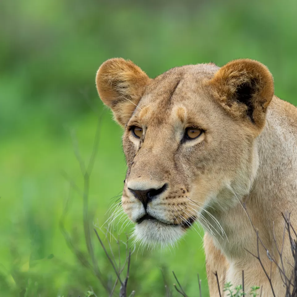 Photo of Serengeti National Park By Shahzad Siddiqui