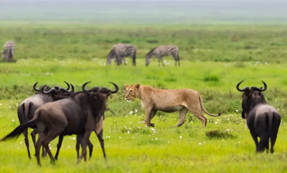 Photo of Serengeti National Park By Shahzad Siddiqui