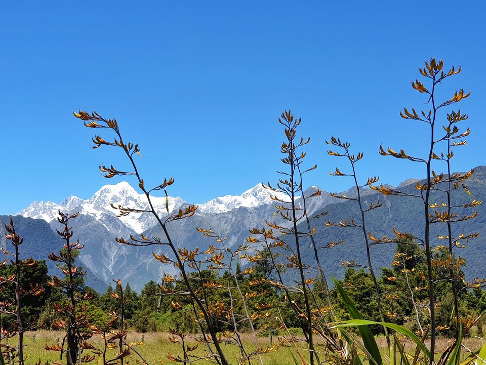 Photo of Fox Glacier, New Zealand by Shahzad Siddiqui