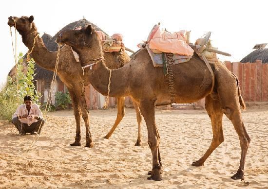 Photo of Oasis of Thar Dessert: Osian by ToRoots Explorers